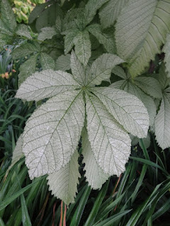 Barbara Brackman S Material Culture Laurel Leaves Or Photinia