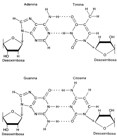 cantidad de cadenas del adn estructura 193 cidos nucleicos cantidad de cadenas del adn estructura 193 cidos nucleicos