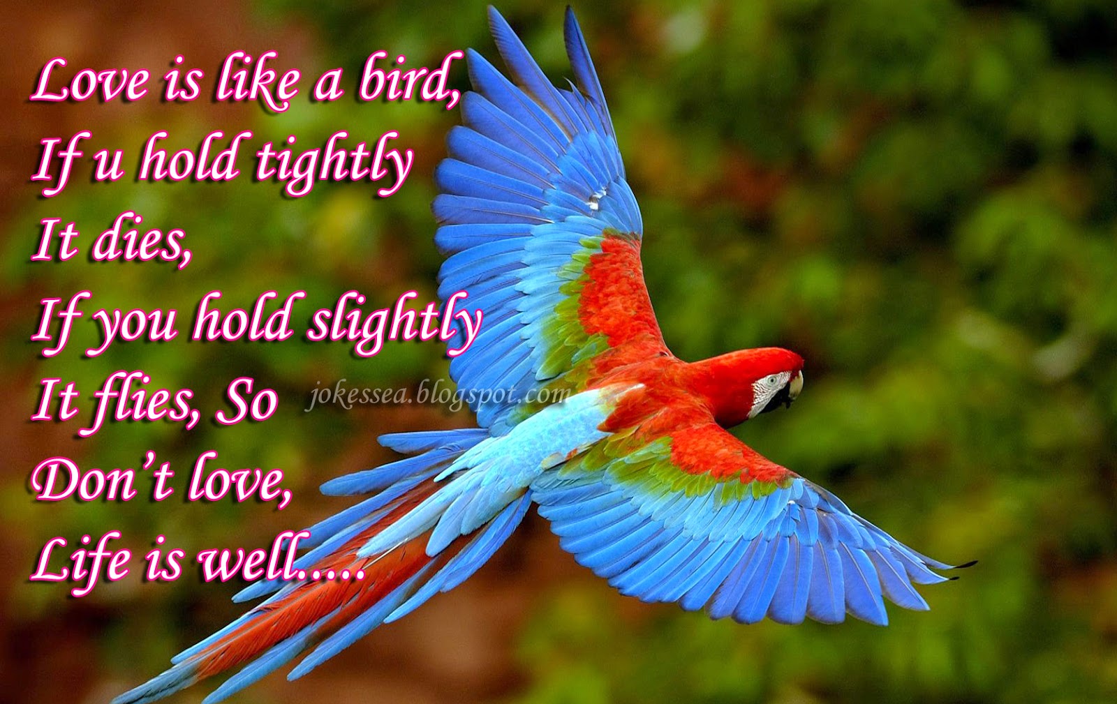 JOKES Love is Like a Bird