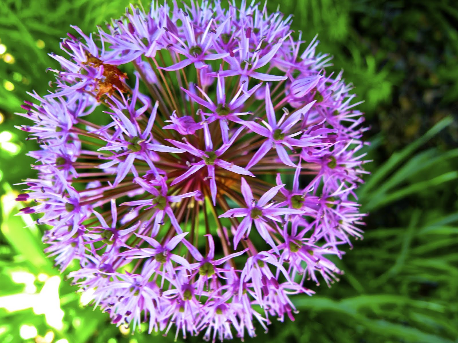 Scranton Daily Photo Purple Flower Ball