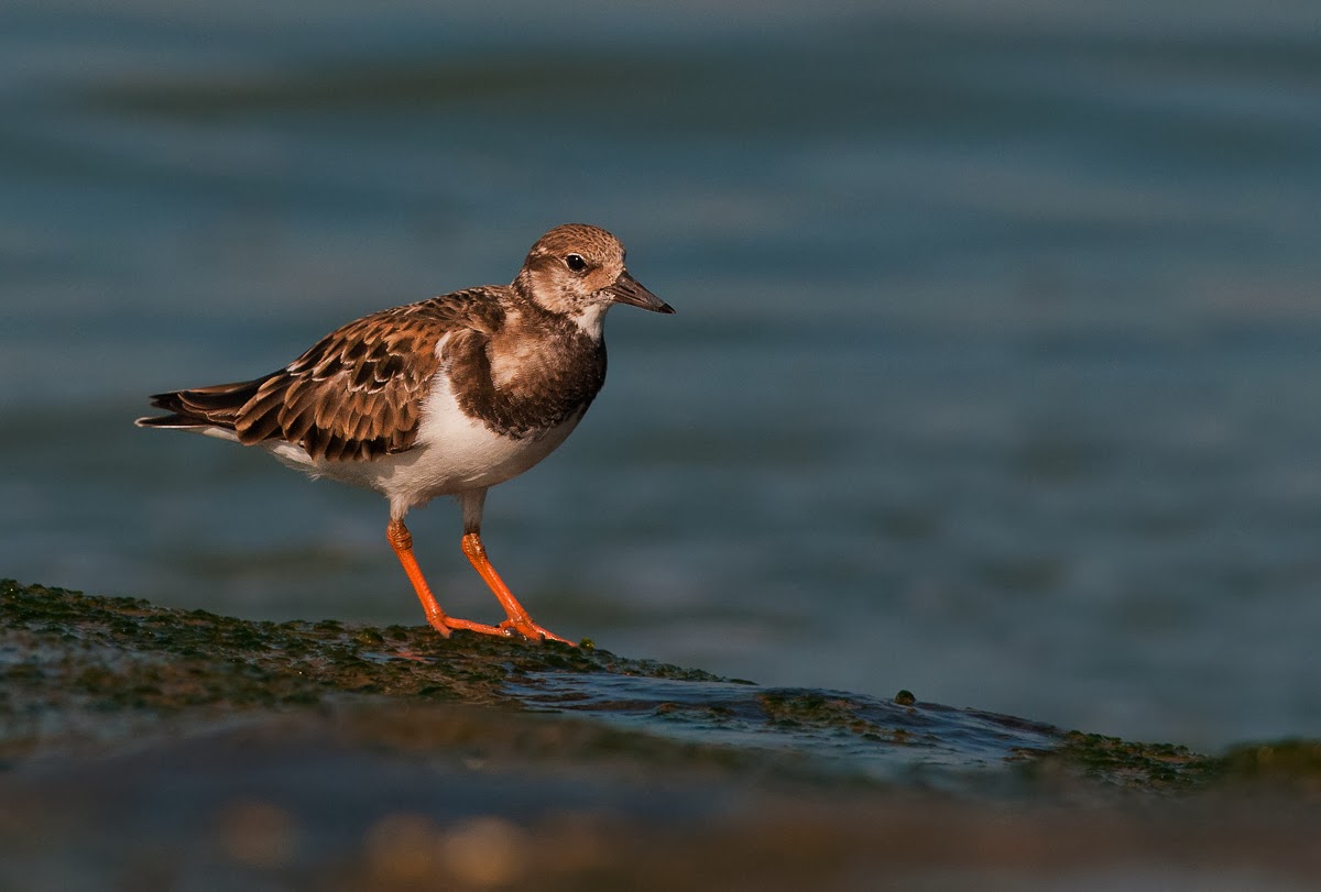 shore bird photography shore bird photography