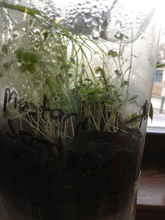 These are germinated terrarium plants in the ecocolumn.  The top of the column shows condensation raining down into it.