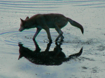 Coyote Fishing in Estes Park