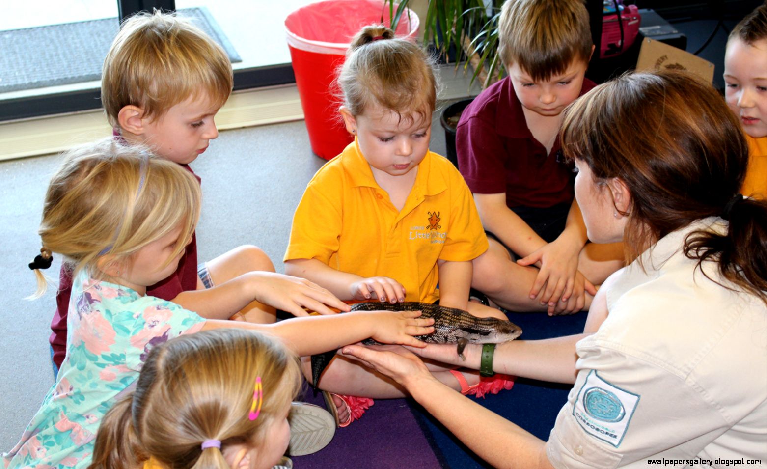 Wildlife Education Amazing Wallpapers Wildlife Education Amazing Wallpapers