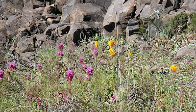 wildflowers - owl's clover and California poppies