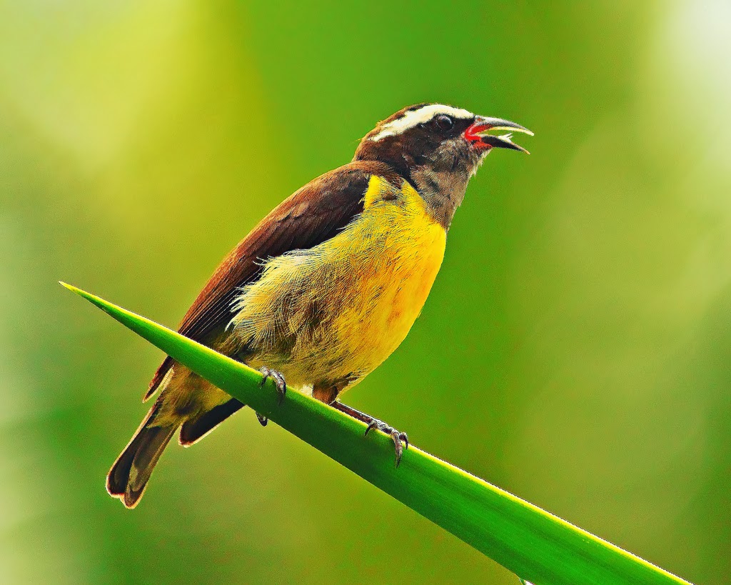 how to photograph birds how to photograph birds
