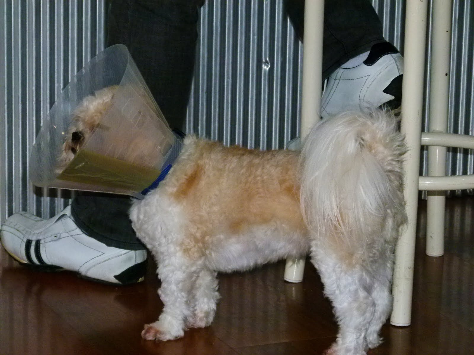 DIET COKE ROCKS THE CONE HEAD...