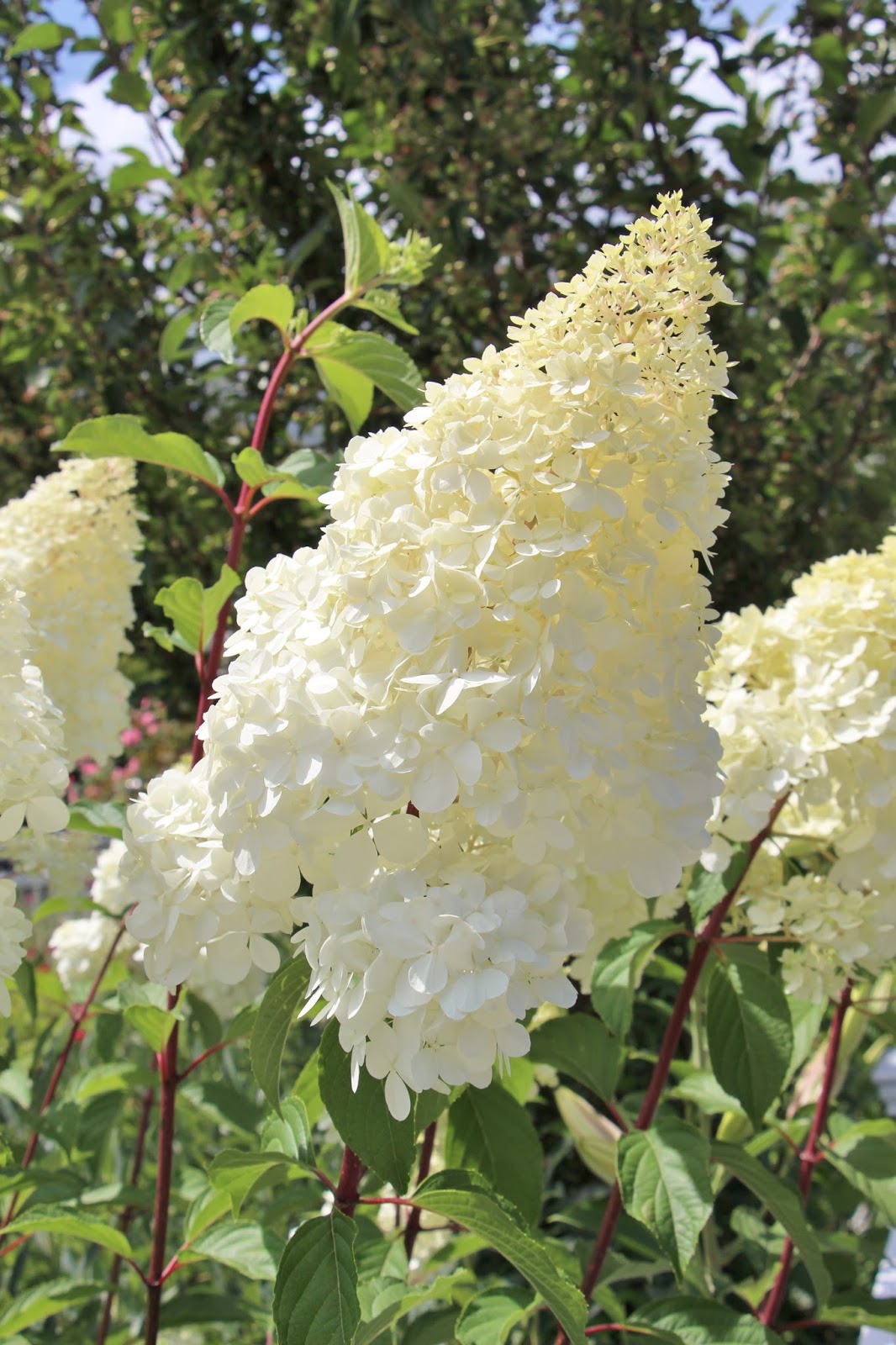 La Vie De Labich La Vie En Rose