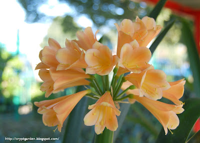 Clivia Interspecific