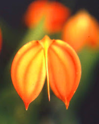 Masdevallia  ignea