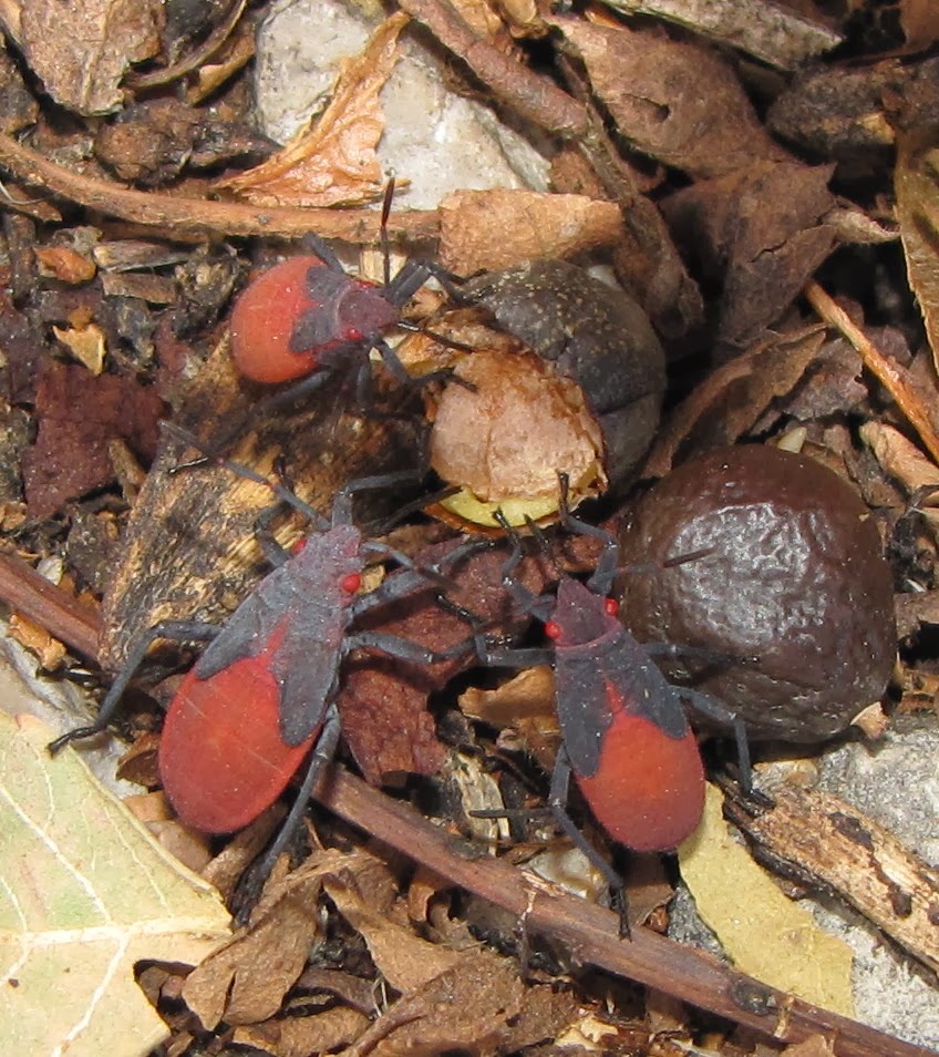 Bug Eric: Red-shouldered Bug