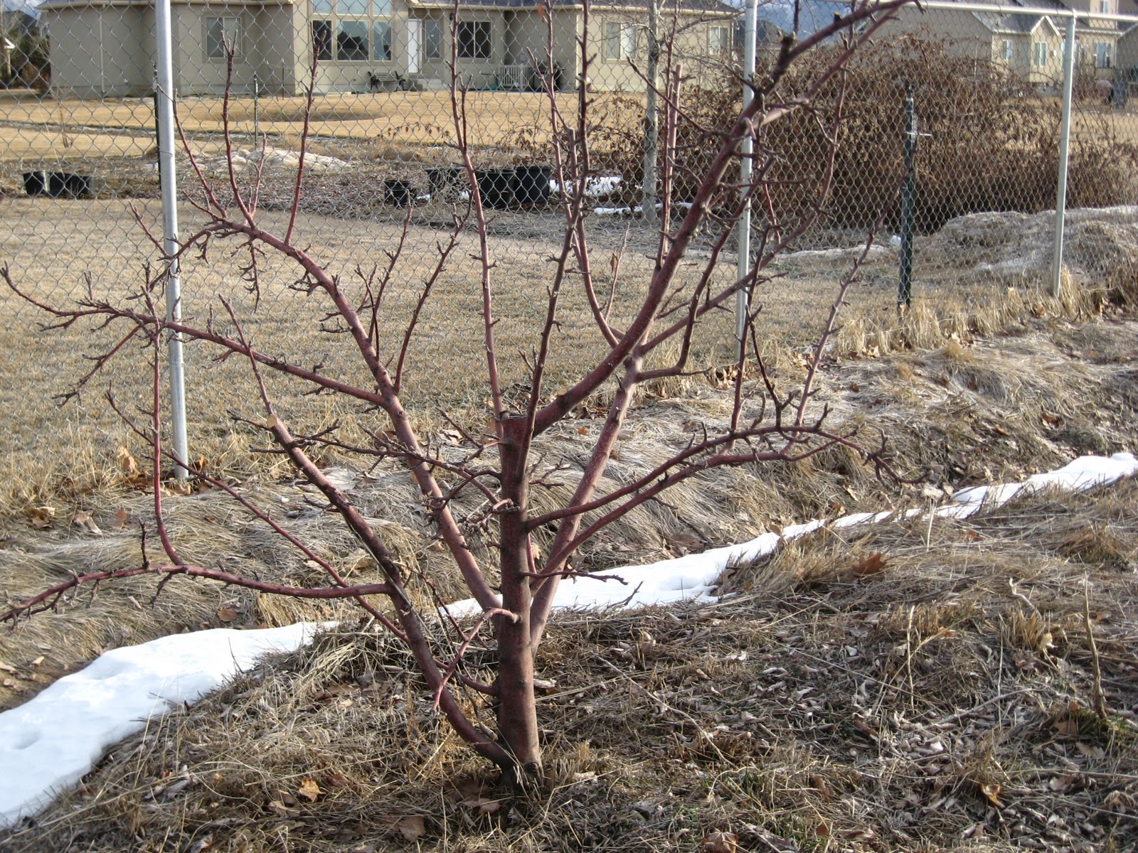 Grow How Rootstocks for Apple Trees