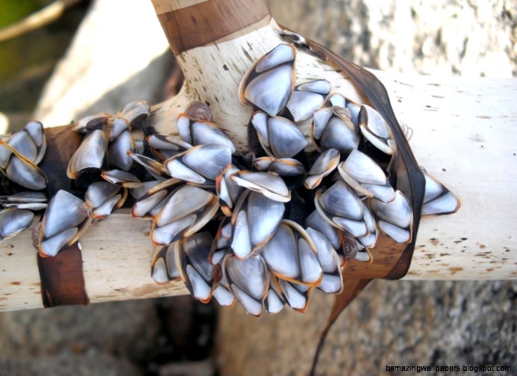 Pelagic goose barnacle • Lepas anatifera Biodiversity of the Pelagic goose barnacle • Lepas anatifera Biodiversity of the