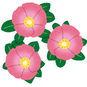 ハマナスのイラスト(花)
