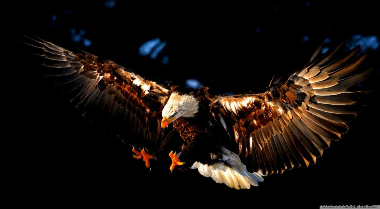 Hawk HD desktop wallpaper Widescreen High Definition Mobile Hawk HD desktop wallpaper Widescreen High Definition Mobile