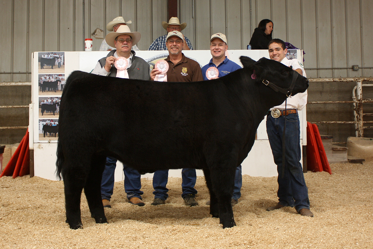 2013 Reserve Champion Steer