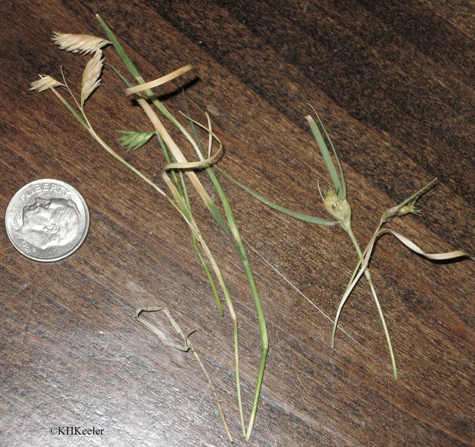 A Wandering Botanist Plant story The amazing dioecious buffalo grass