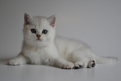 SI*Silverbuttons - Cattery of Silver and Golden Shaded ...