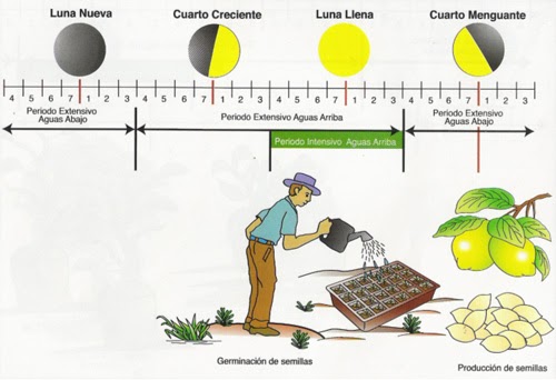 FACTORES DE GERMINACION DE LA SEMILLA factores de germinacion de la semilla:
