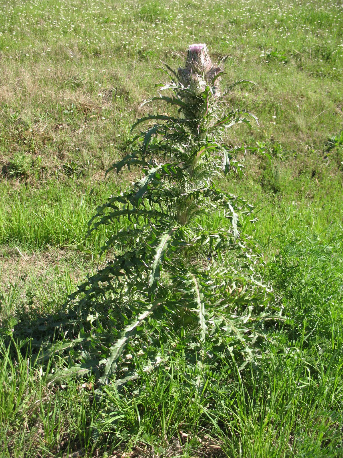 Sensible Survival Edible Wild Plants Bull Thistle