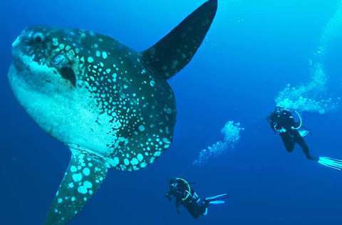 nusa penida bali diving weekend way fun kuta coming