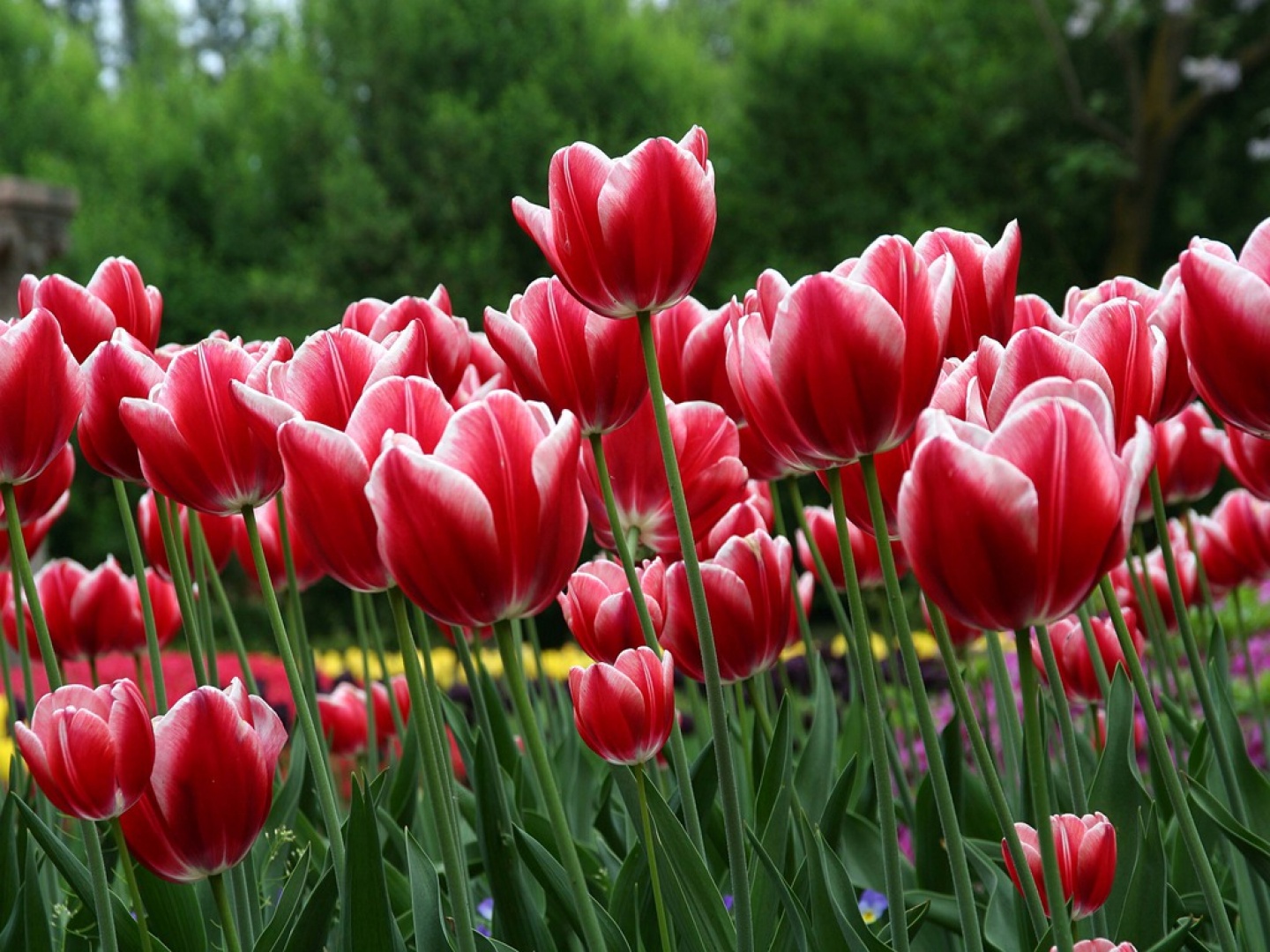 Flores wallpapers - Fondos de pantallas de Flores: Fondos de Tulipanes