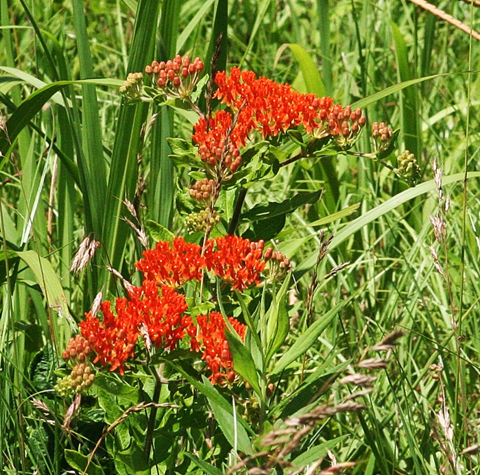 Gardening With Nature Mississippi wildflowers