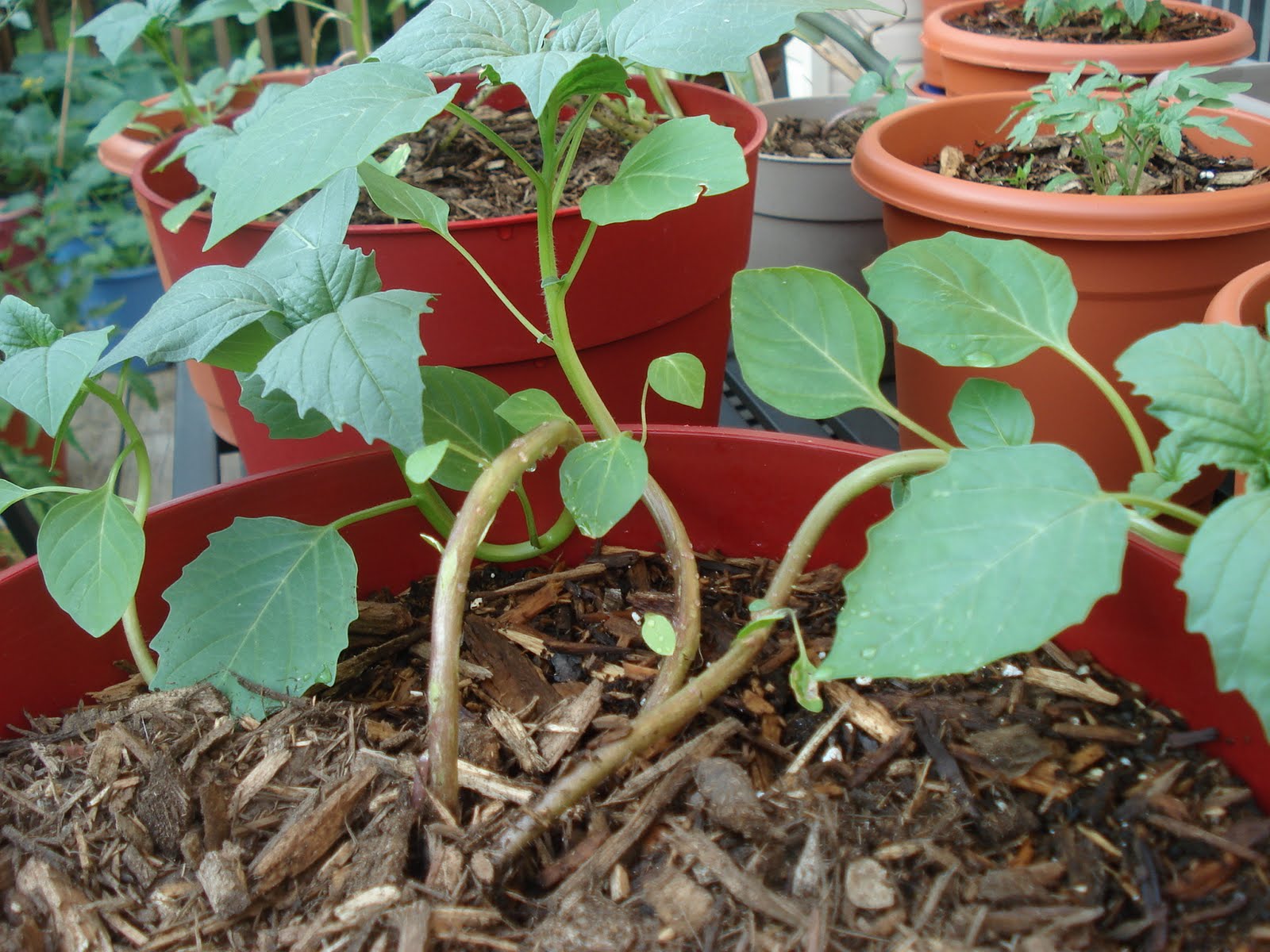Bumble Lush Garden Tomatillo Time Lapse