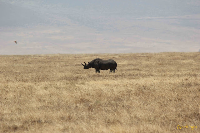 5 de agosto de 2012. El Ngorongoro. - 15 días de Safari y playa (10)