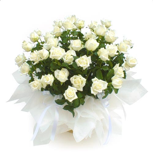 Mama untuk mawar putih