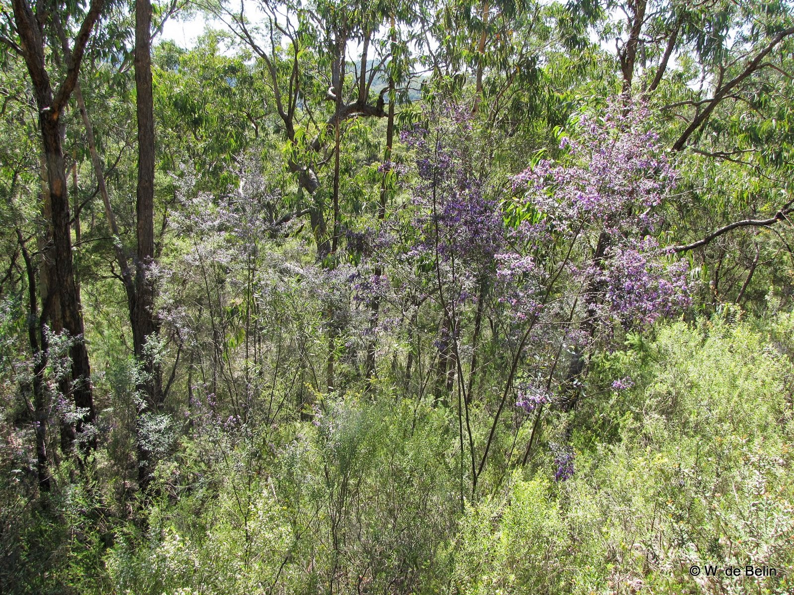 Sydney S Wildflowers And Native Plants Prostanthera Ovalifolia
