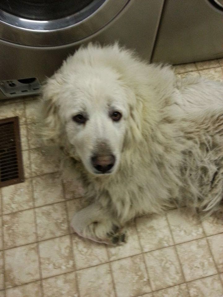 matted great pyrenees