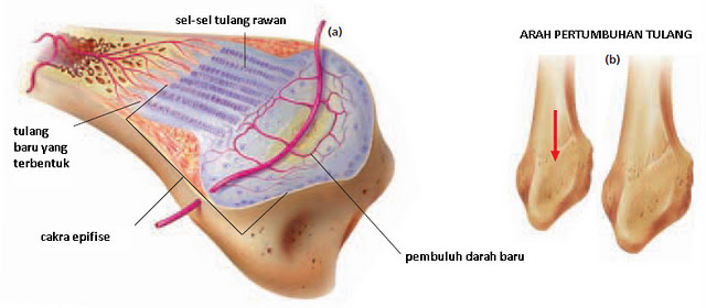 Sistem Gerak Pada Manusia [TULANG]