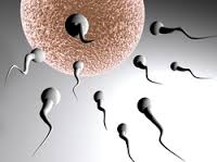 Ovocitos y espermatozoides