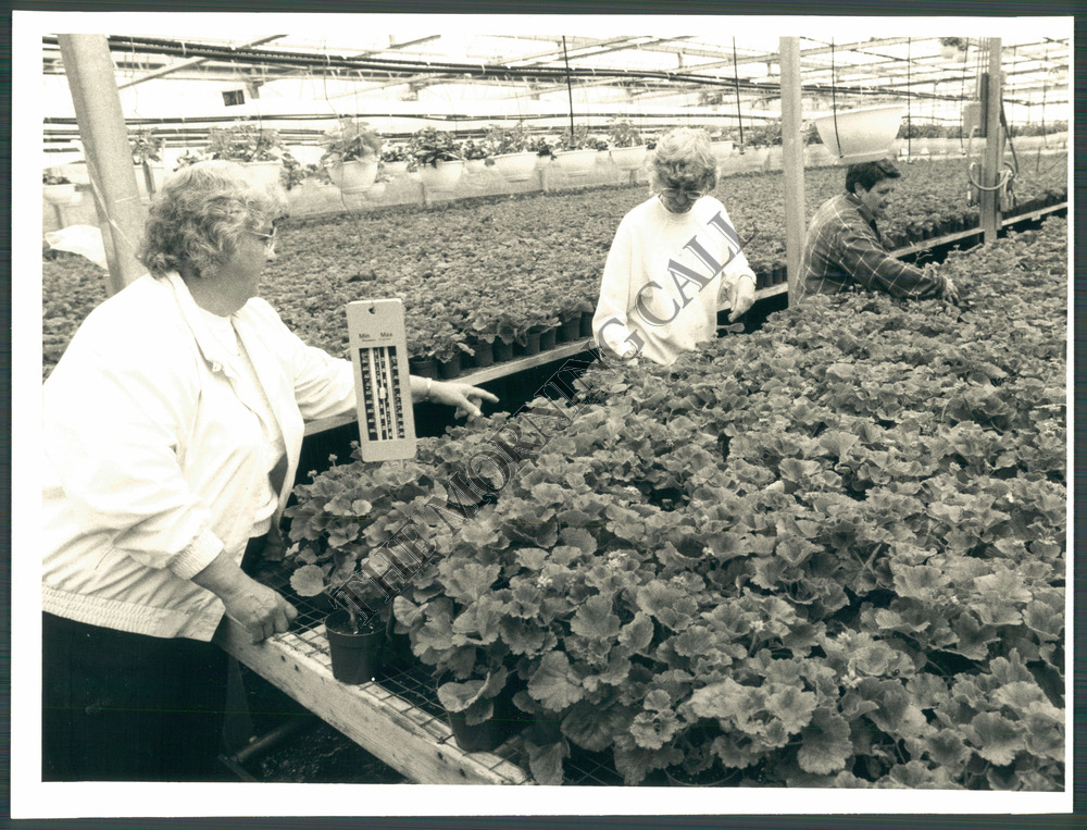 Dan Schantz Greenhouse and Cut Flower Outlet Vintage News Article