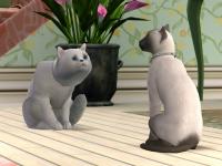 catstory-10.jpg