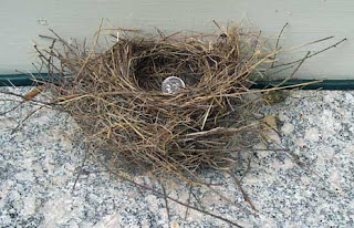 house finch nest