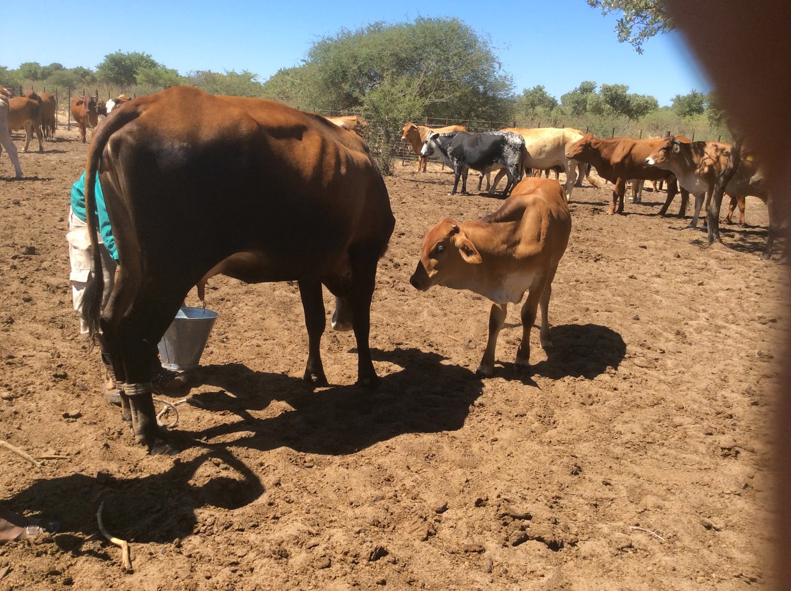 Farmer's Creek WEANING CALVES