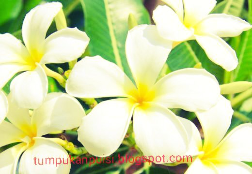 Puisi Bunga Kamboja Yang Indah Puisi