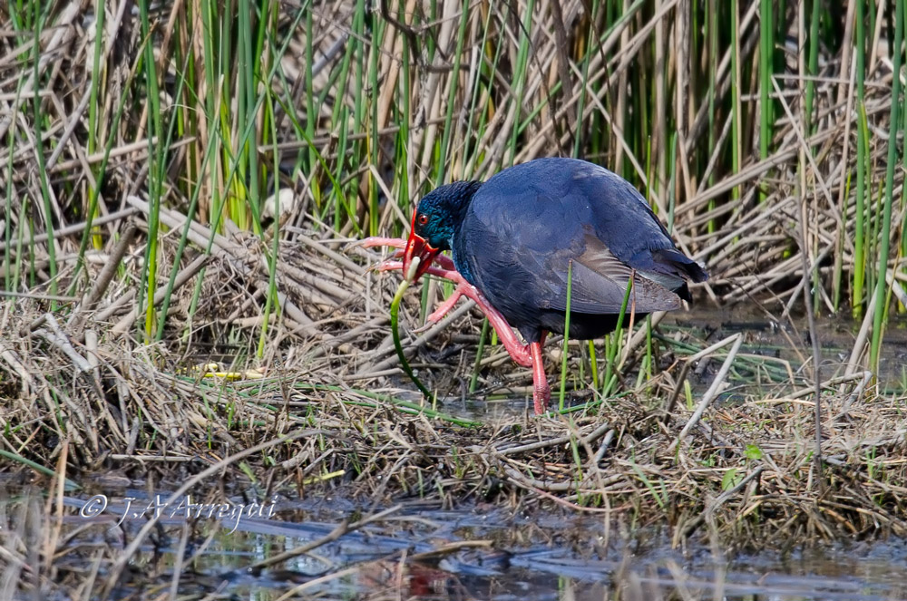 Calamon, Porphyrio porphyrio, Purple Swamphen Calamon, Porphyrio porphyrio, Purple Swamphen