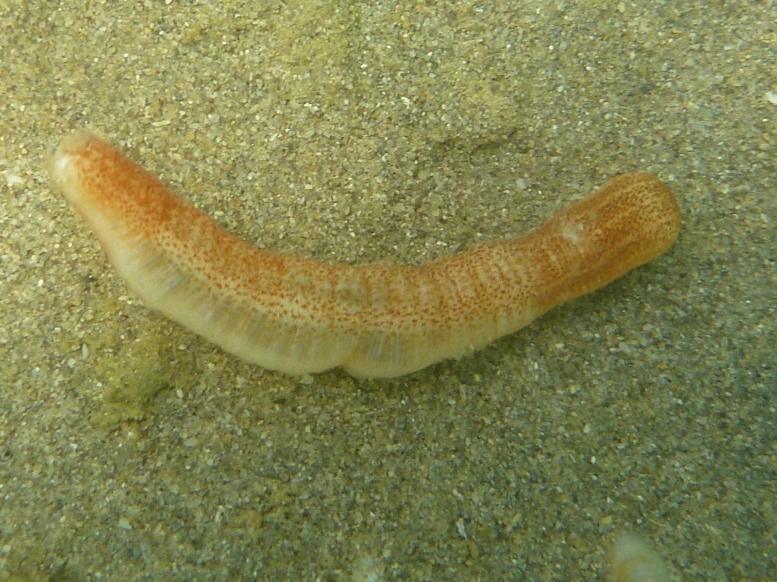 mar menor mar mayor: Labidoplax digitata en el Mar Menor