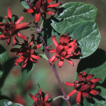 Native Plants From Alabama Sweet Shrub