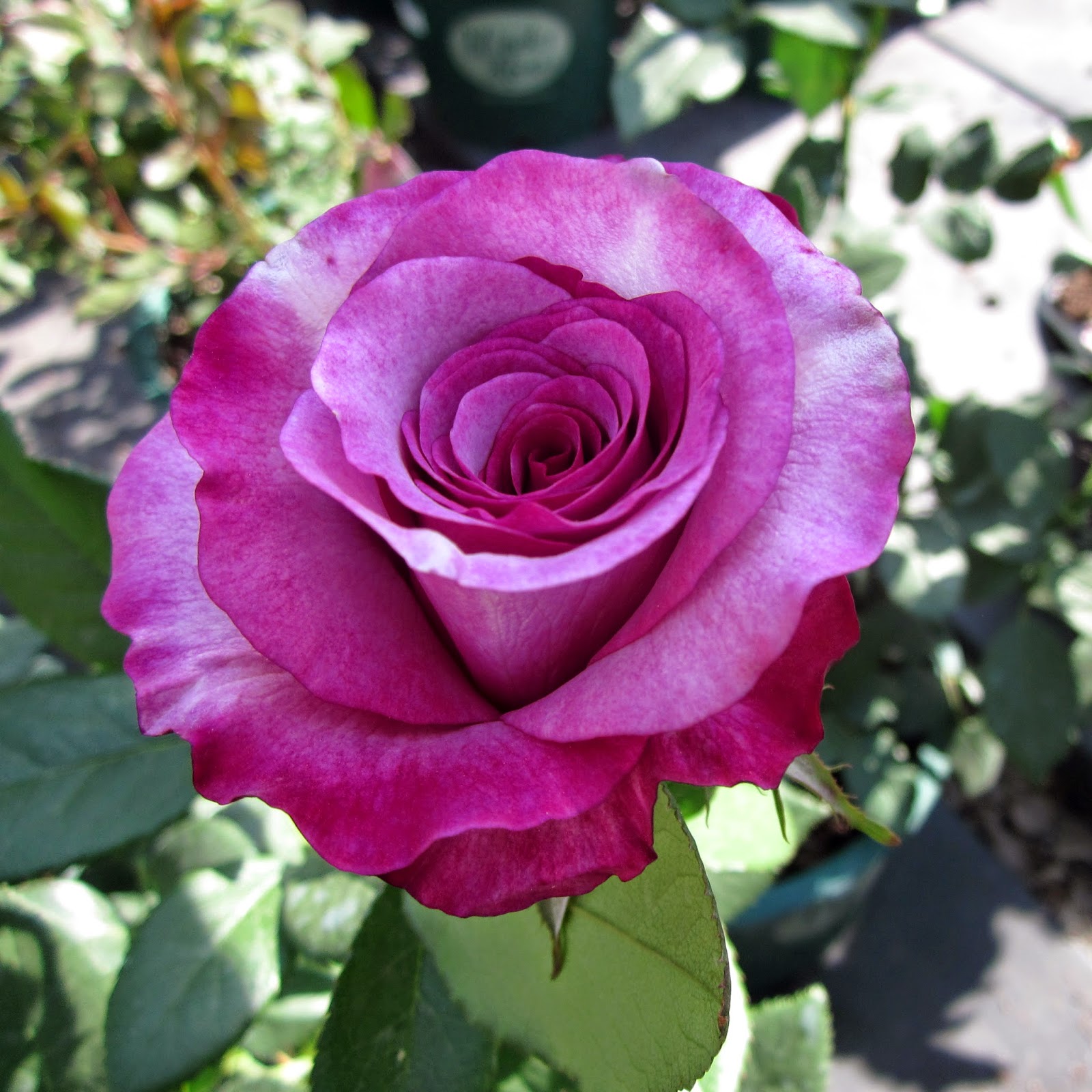 Home and Garden Fall Rose Care Tips In Winter