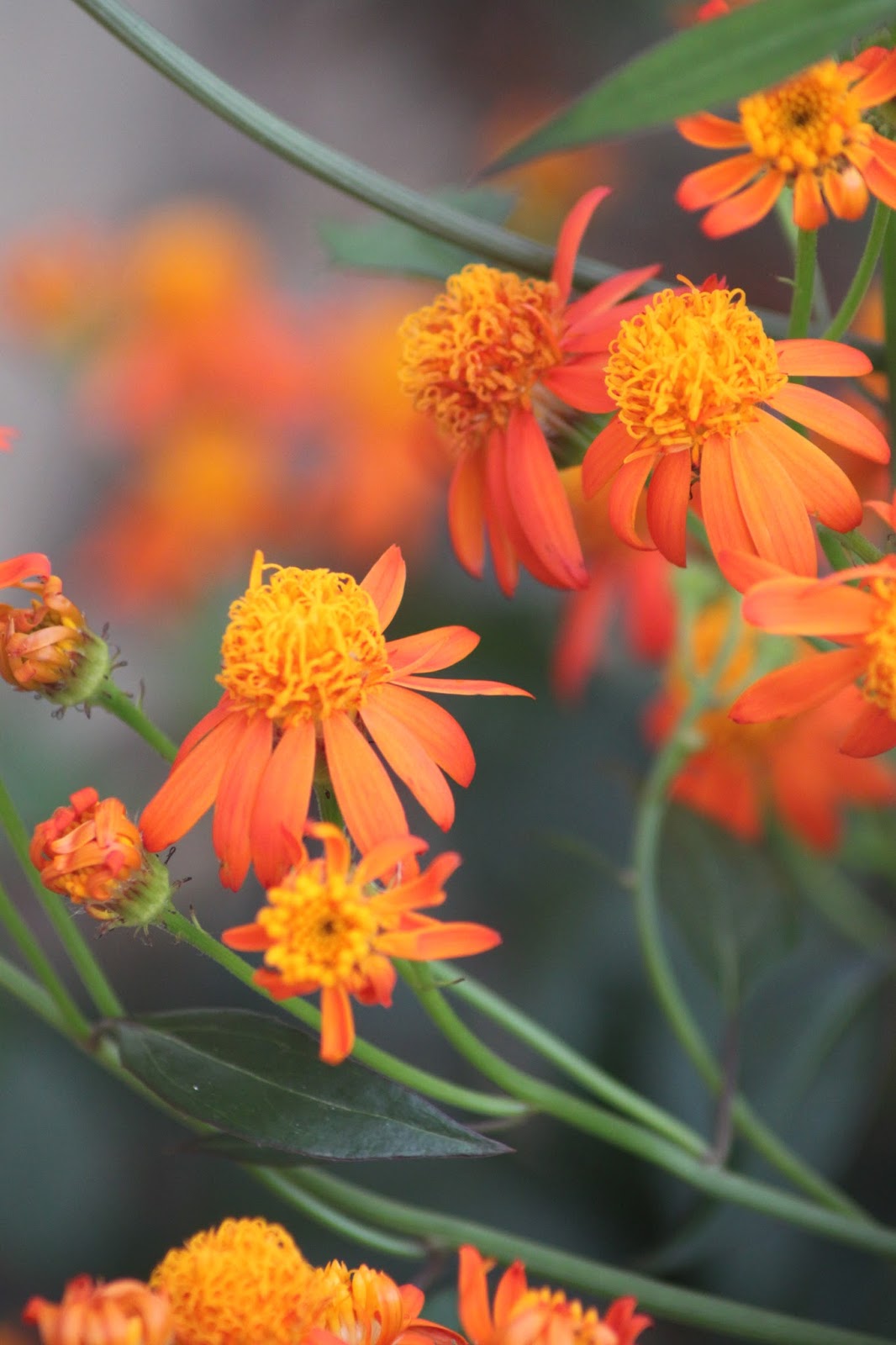 Mexican Flame