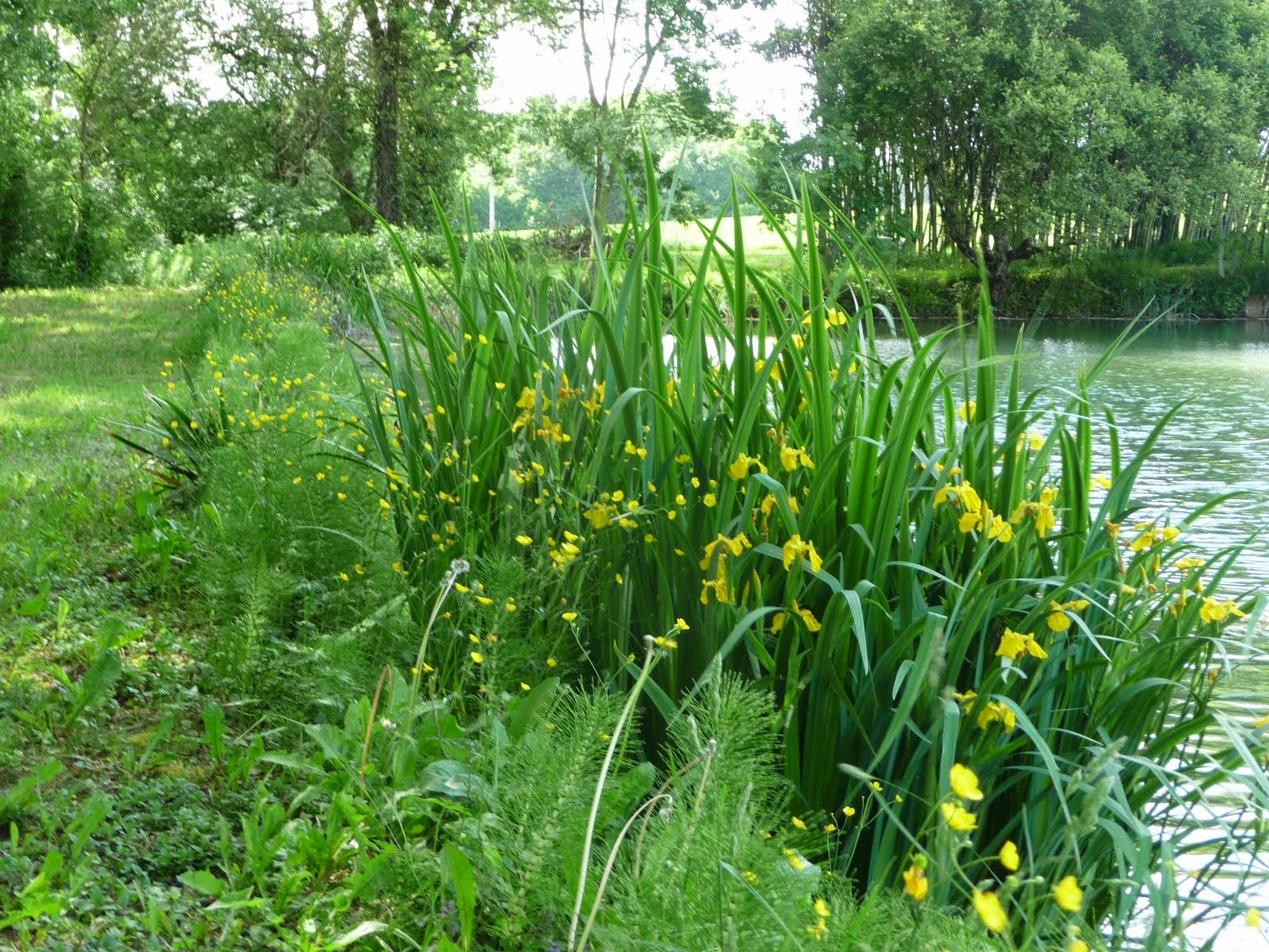 Wild yellow Iris