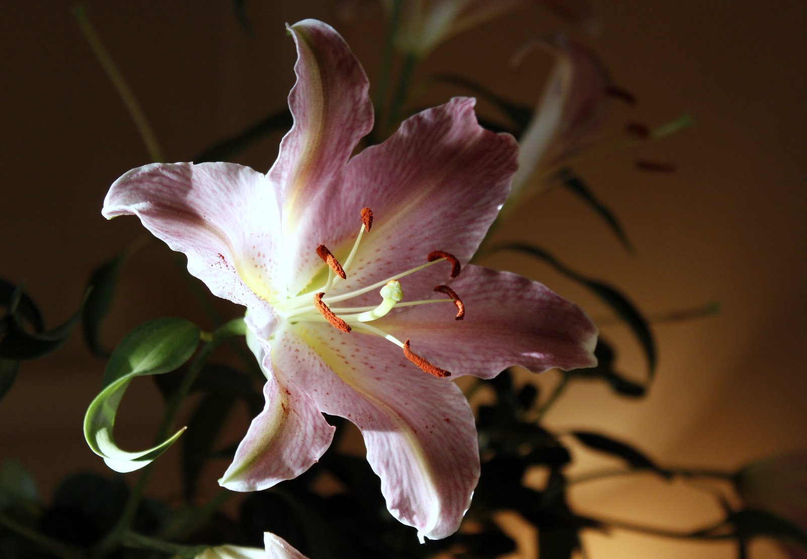 Mercia Pink St. Joseph Lilies