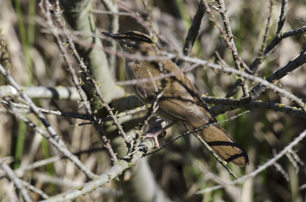 Buscarla unicolor, Locustella luscinioides, Savi´s Warbler Buscarla unicolor, Locustella luscinioides, Savi´s Warbler