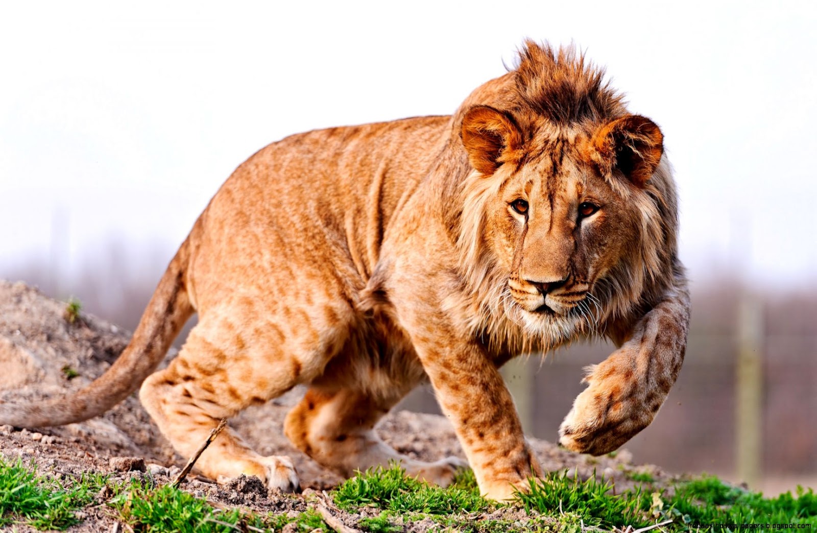 Beautiful Lion Beautiful Lion