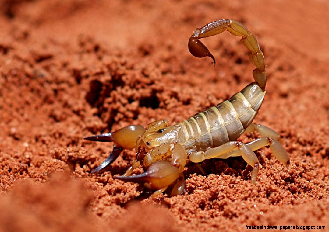 Australian Desert Scorpion Australian Desert Scorpion
