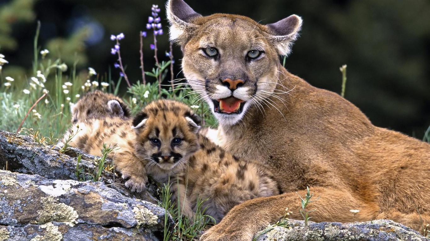 Beautiful African Animals Safaris World S Most Dangerous Animals